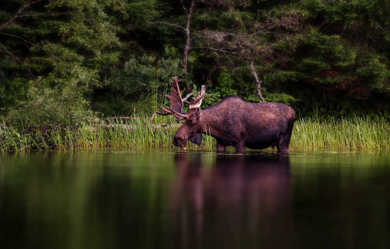 Photo wallpaper forest, branches, nature, the dark background, shore, foliage, bathing, pond