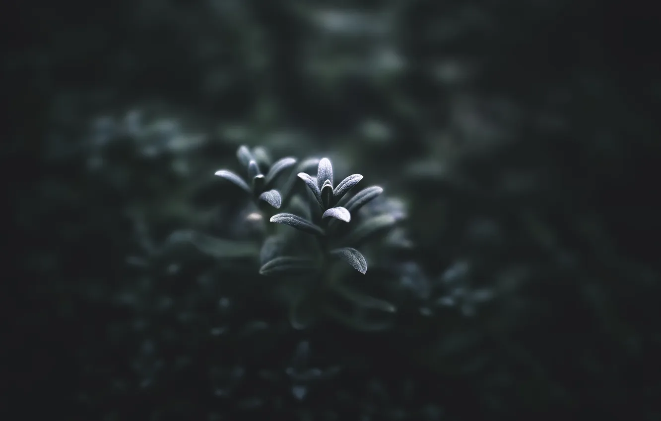 Photo wallpaper frost, leaves, macro, plant