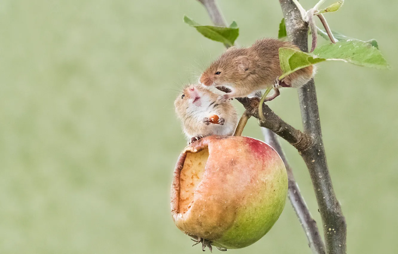 Photo wallpaper Apple, a couple, rodents, The mouse is tiny, two mice