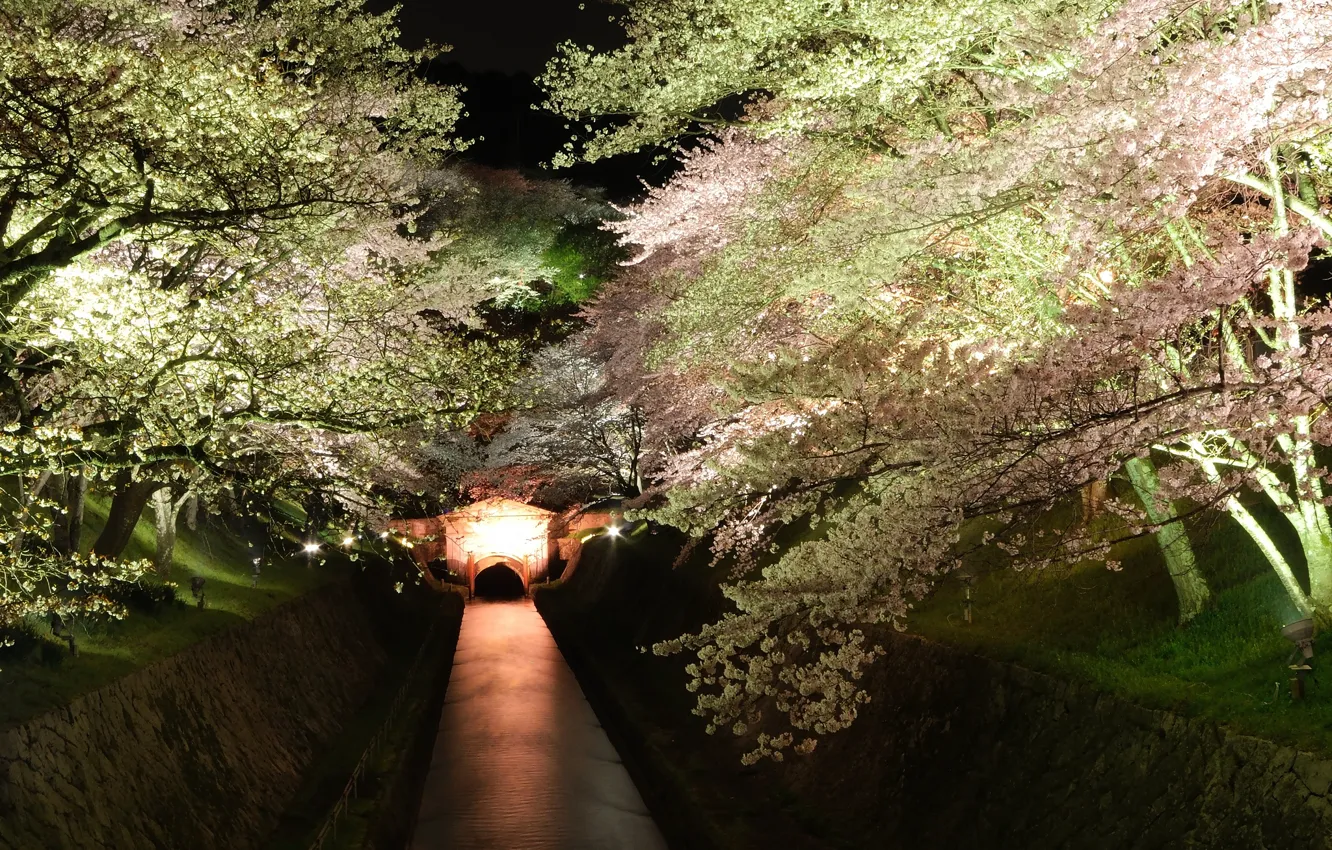 Photo wallpaper trees, night, Sakura, backlight, channel, blooming