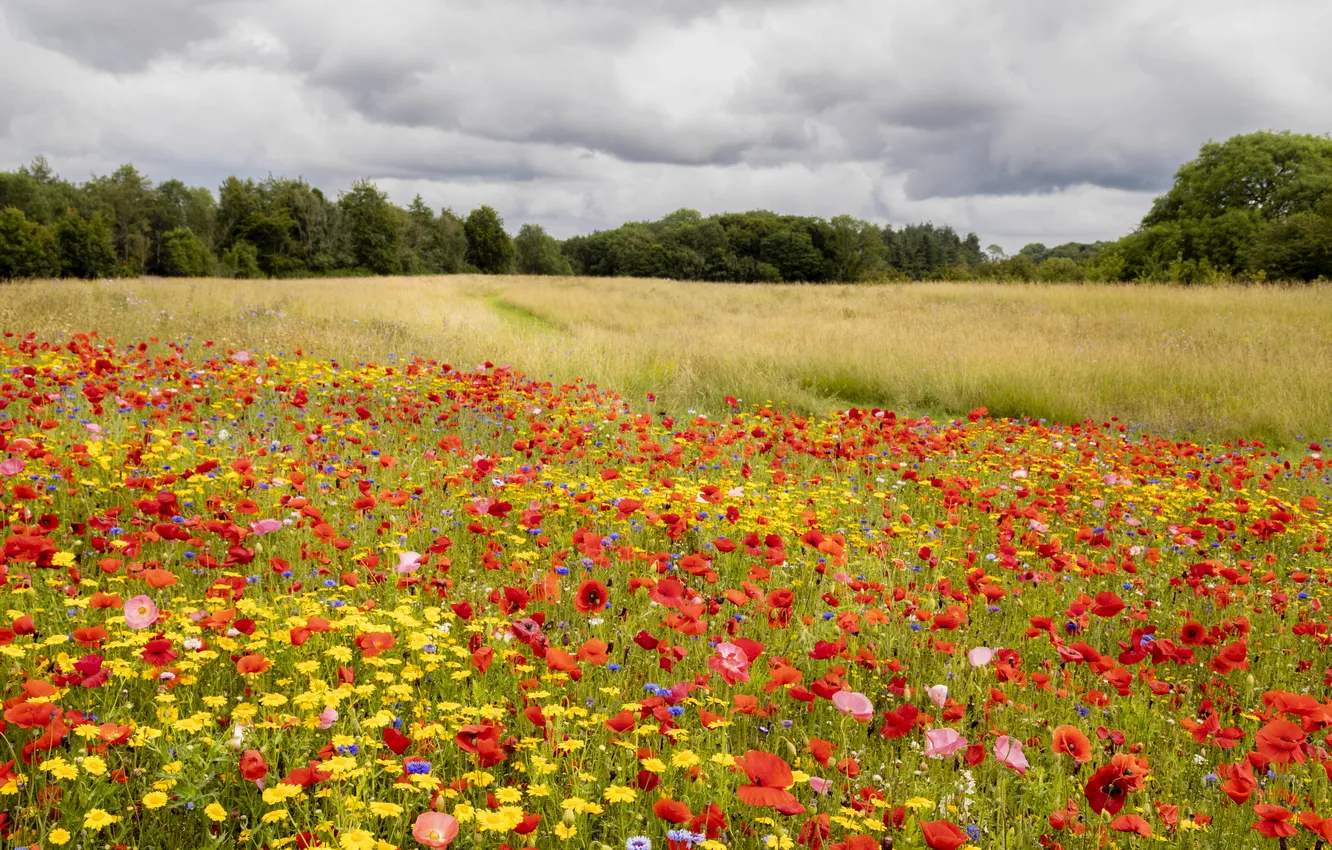 Photo wallpaper field, forest, summer, the sky, flowers, red, Maki, poppy field