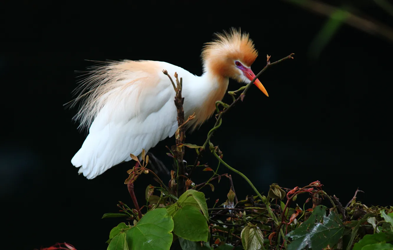 Photo wallpaper background, bird, plant, Heron, Egyptian