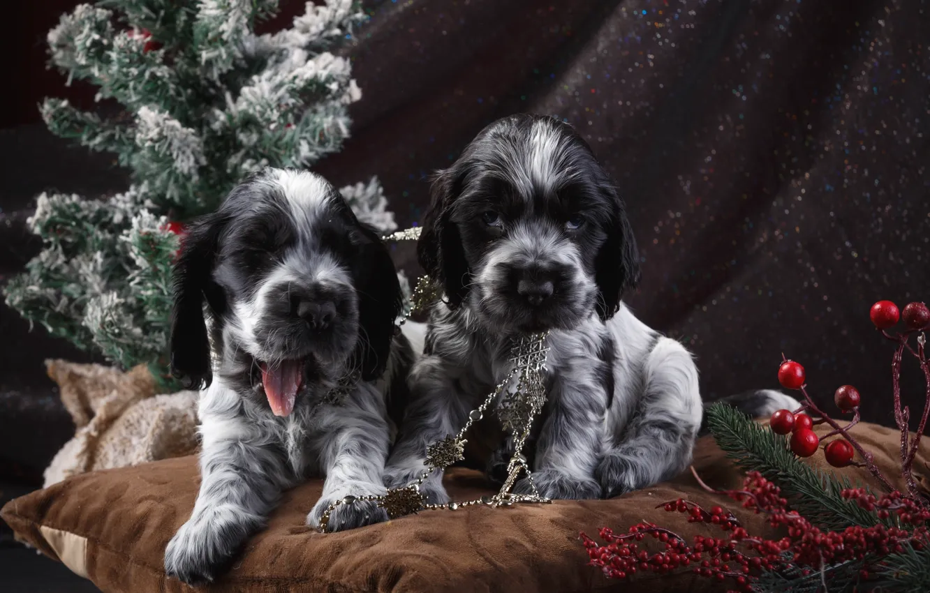 Photo wallpaper holiday, tree, puppy, Spaniel, spotted