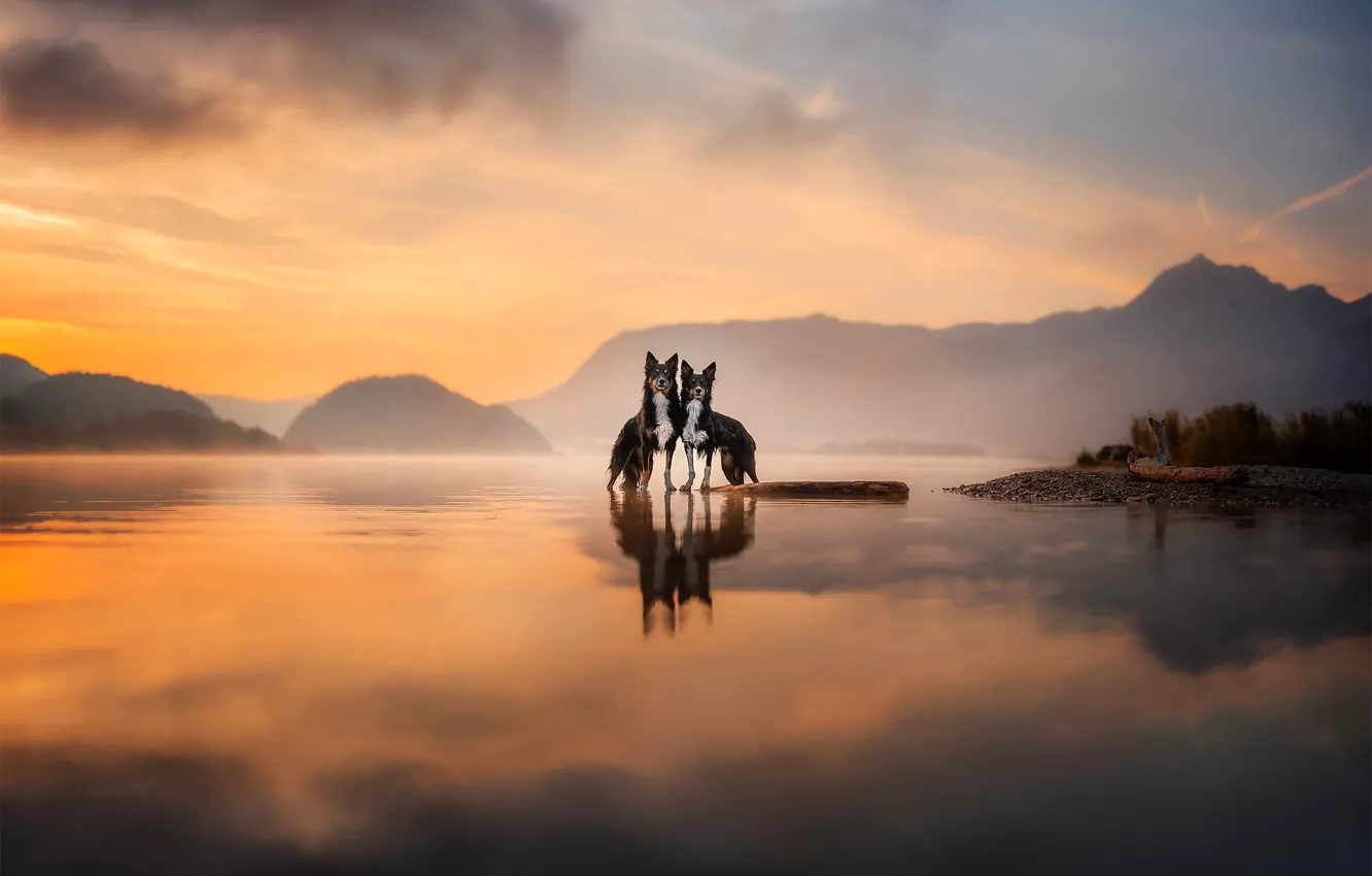 Photo wallpaper look, landscape, nature, pose, dog, a couple