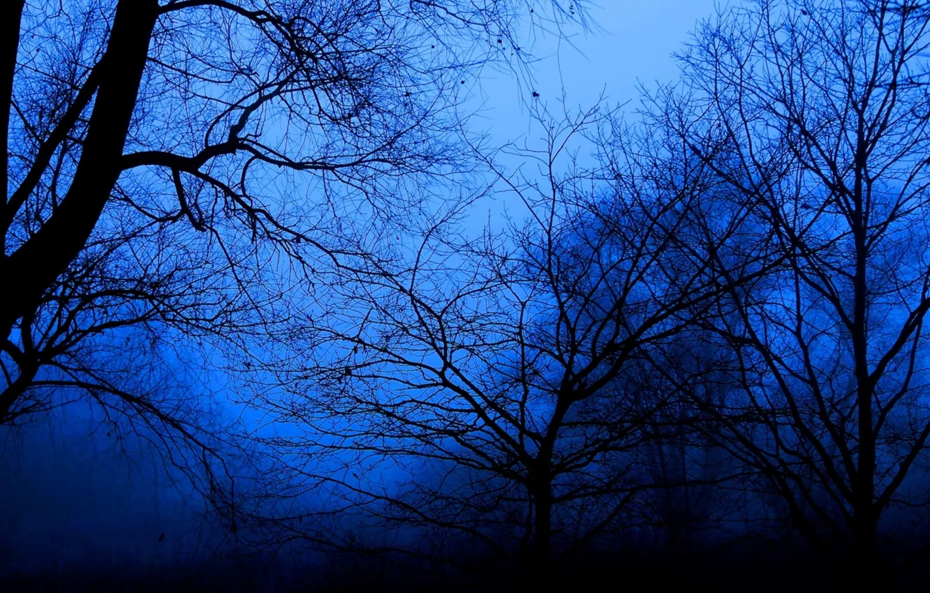 Photo wallpaper dark, forest, night, park, tree