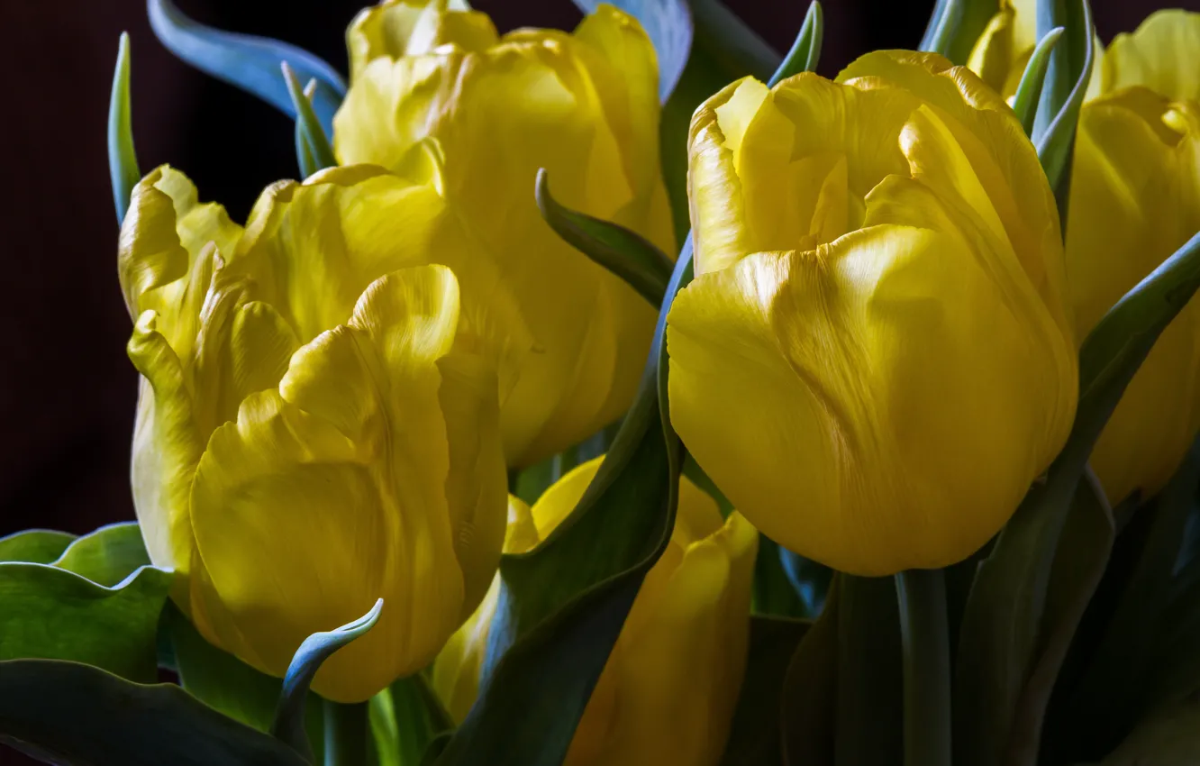 Photo wallpaper macro, petals, tulips, buds, yellow tulips