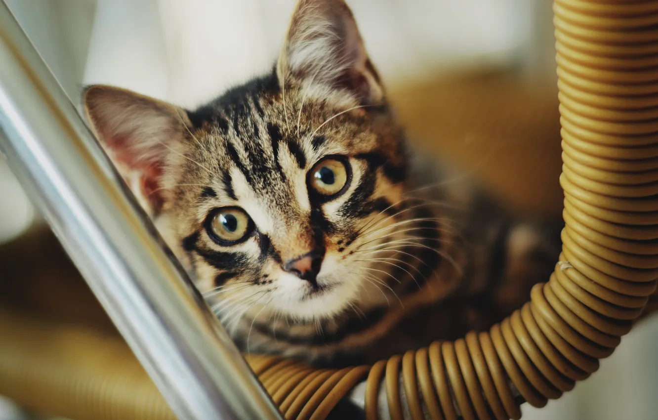 Photo wallpaper cat, cat, wool