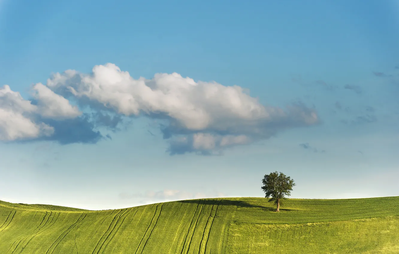 Photo wallpaper field, the sky, clouds, trees, carpet, spring