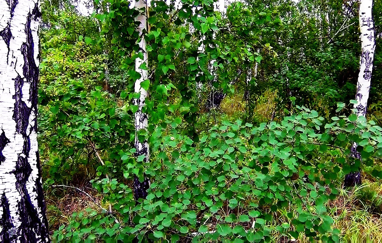 Photo wallpaper forest, summer, glade, birch, Siberia
