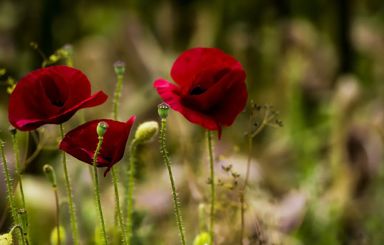 Photo wallpaper flowers, background, Maki