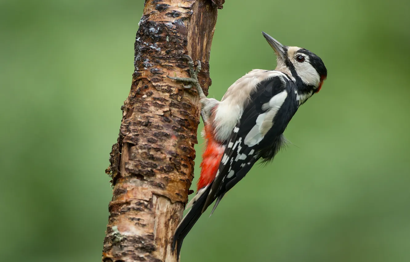 Photo wallpaper trees, background, bird, woodpecker