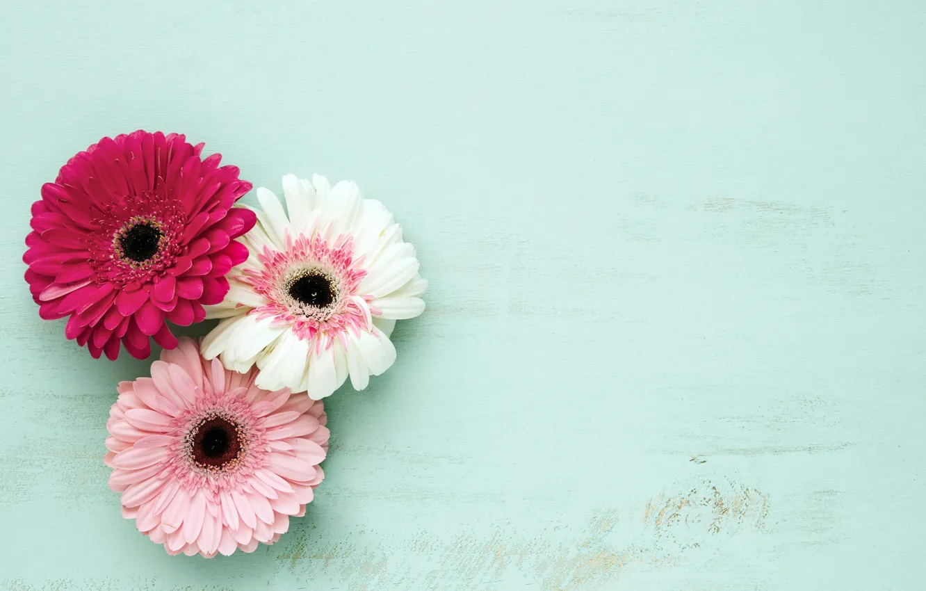 Photo wallpaper flowers, background, colorful, pink, gerbera, wood, pink, flowers
