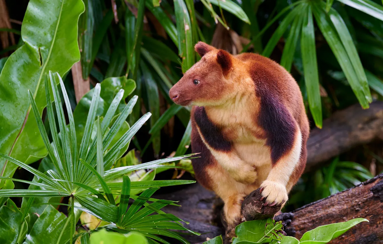 Photo wallpaper leaves, trees, foliage, kangaroo, zoo, bitches, tree kangaroo