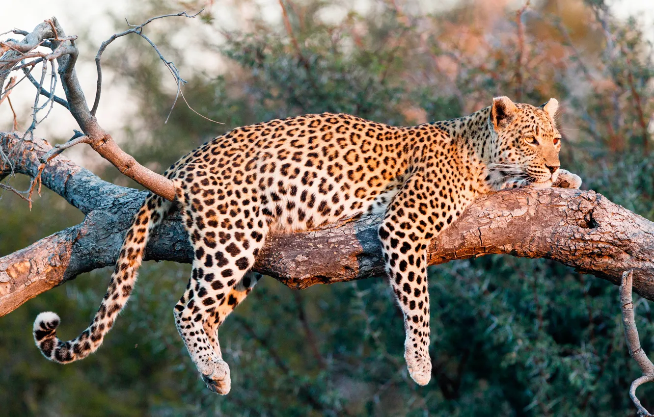 Photo wallpaper the sun, nature, predator, leopard, lies, on the tree