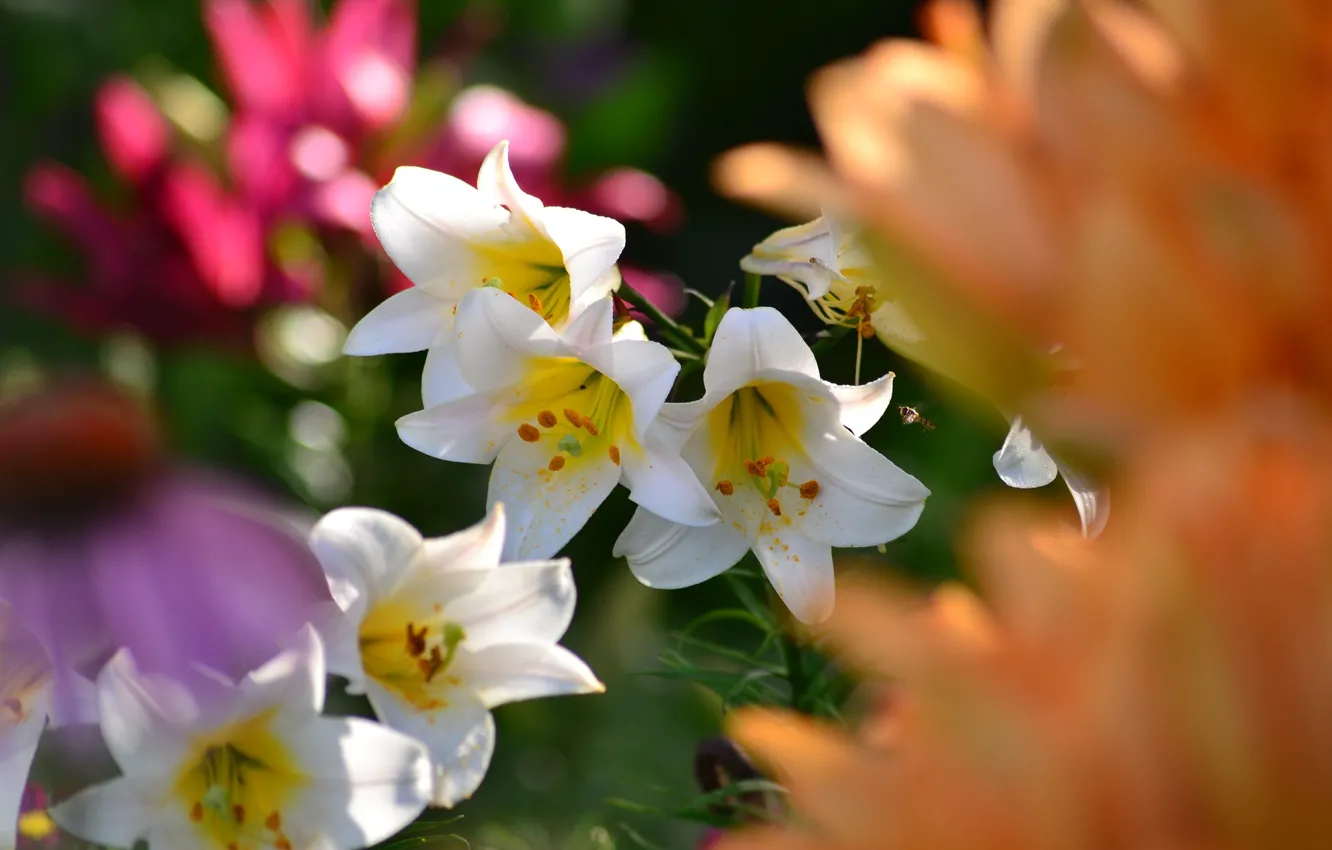Photo wallpaper flowers, nature, Lily, flowering