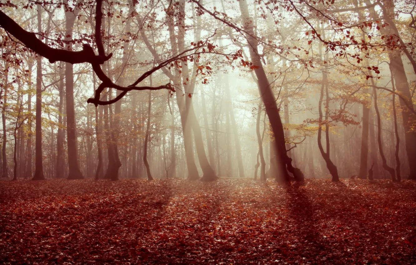 Photo wallpaper autumn, forest, leaves, nature, fog
