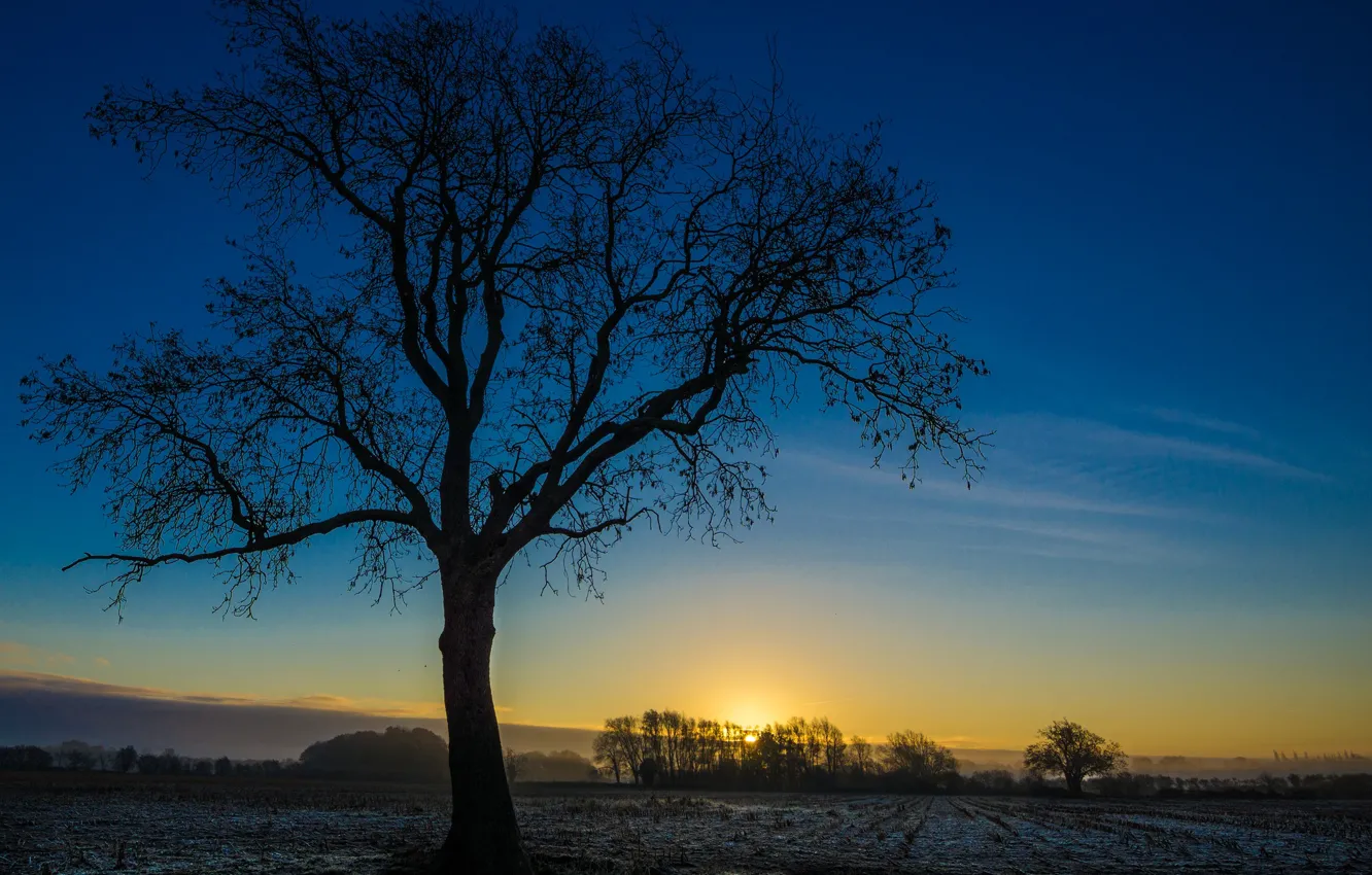 Photo wallpaper field, trees, dawn, England, Bedfordshire
