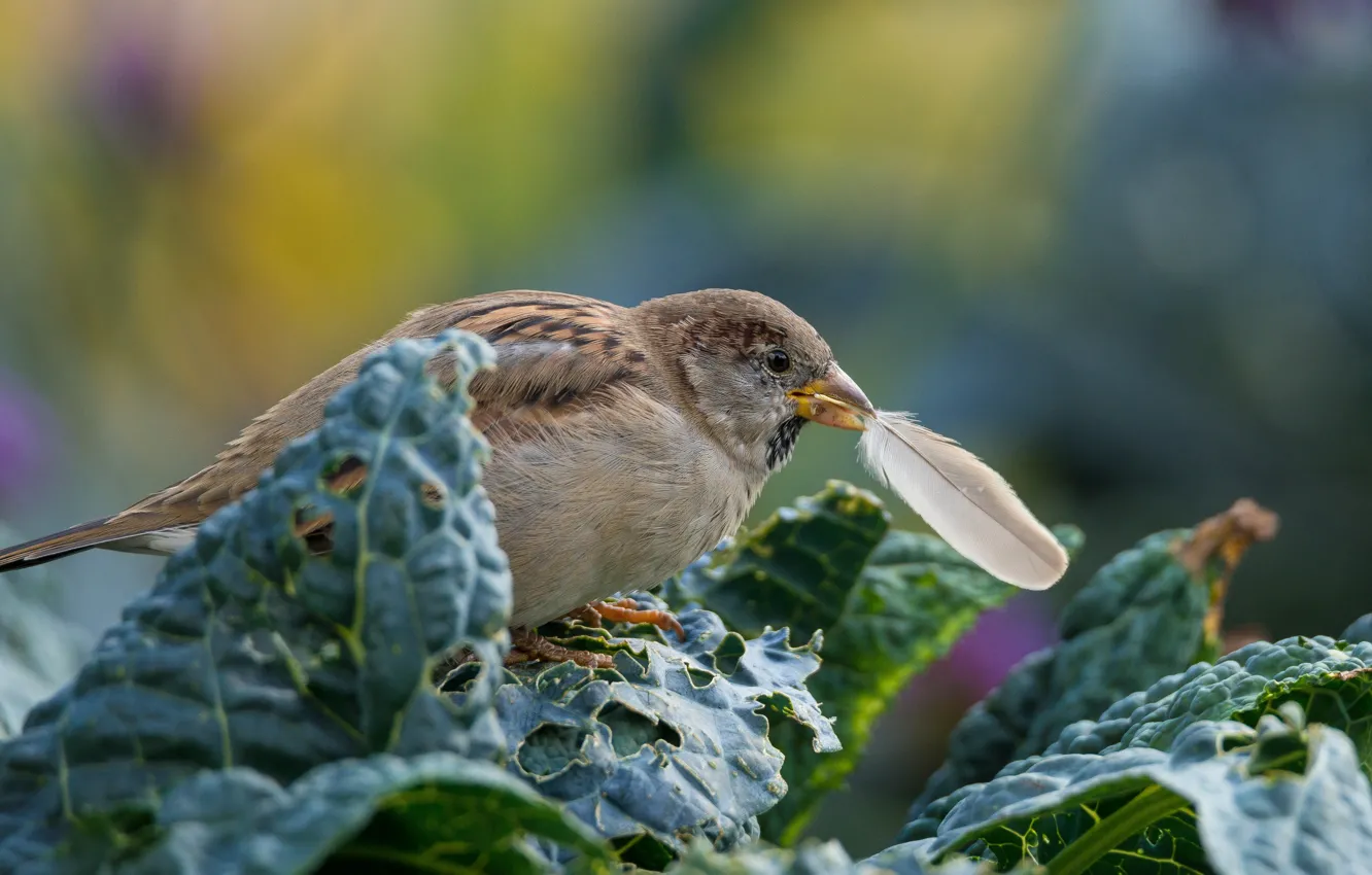 Photo wallpaper bird, feathers, Sparrow, a feather