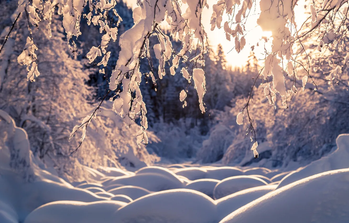 Photo wallpaper winter, forest, snow, trees, branches, nature, the snow, Thomas Zagler