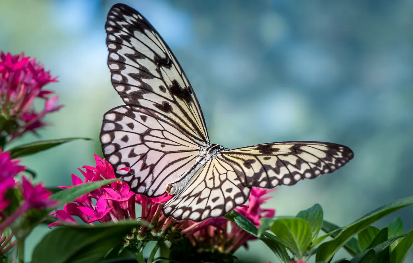 Photo wallpaper flowers, butterfly, wings, insect