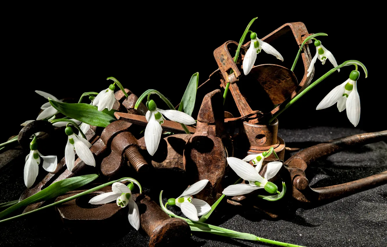 Photo wallpaper flowers, spring, rust, snowdrops, tool, white, black background, still life