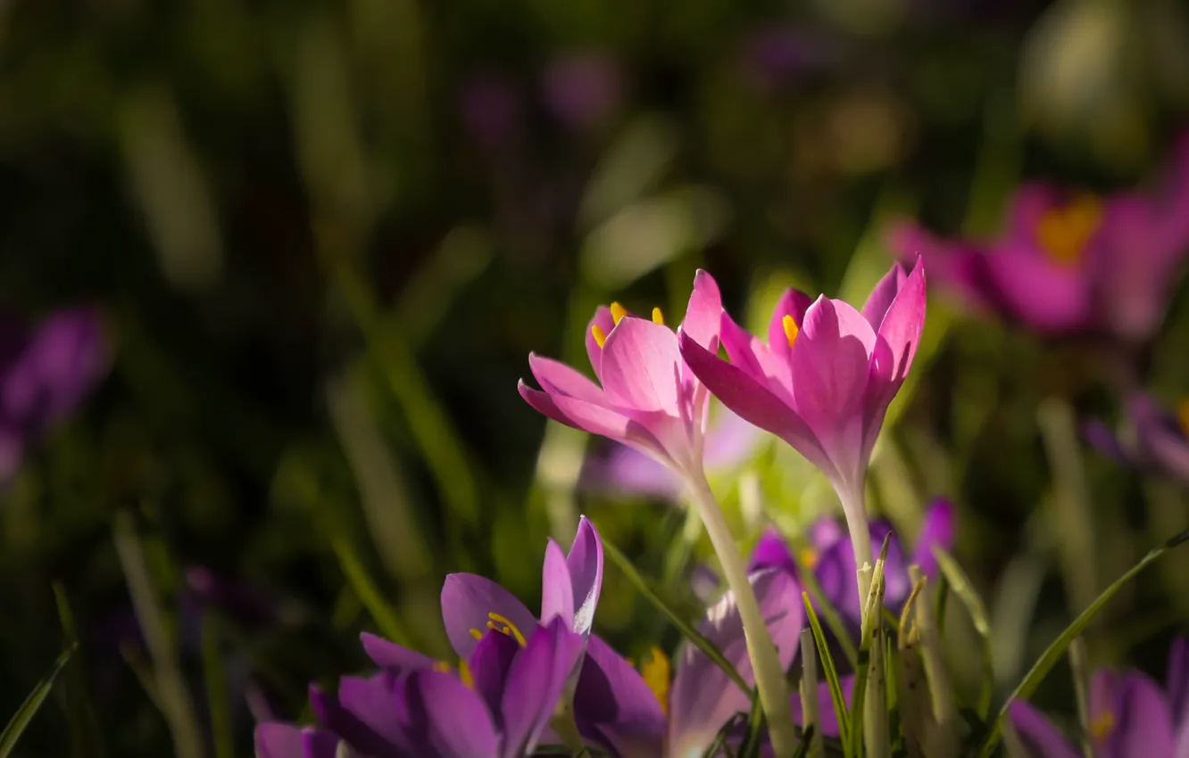 Photo wallpaper grass, light, flowers, background, spring, crocuses, pink, Duo