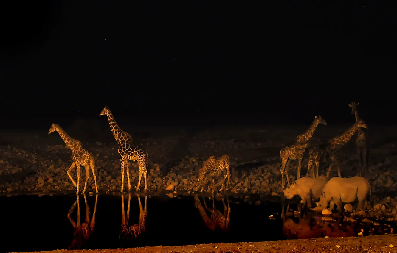 Photo wallpaper night, giraffe, Africa, Rhino, drink