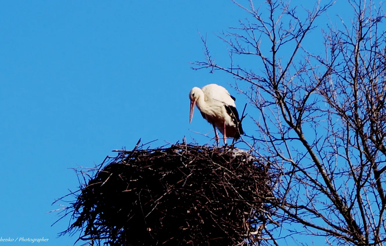 Photo wallpaper family, socket, stork