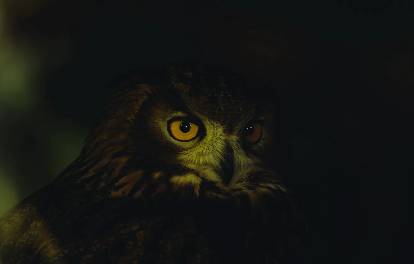 Photo wallpaper dark, close-up, animals, eyes, feathers, animal, owl, wildlife