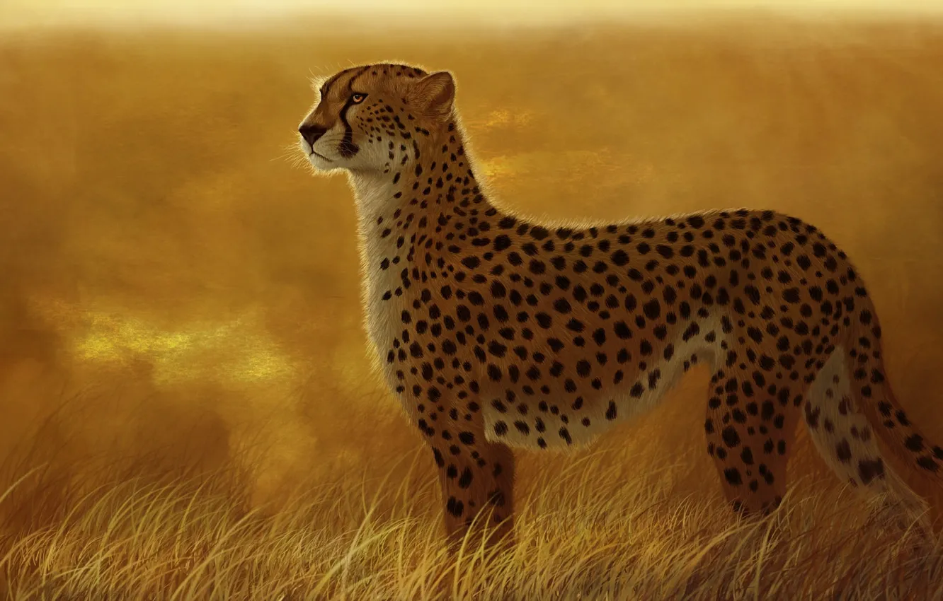 Photo wallpaper cat, grass, predator, art, Cheetah, Savannah, wild