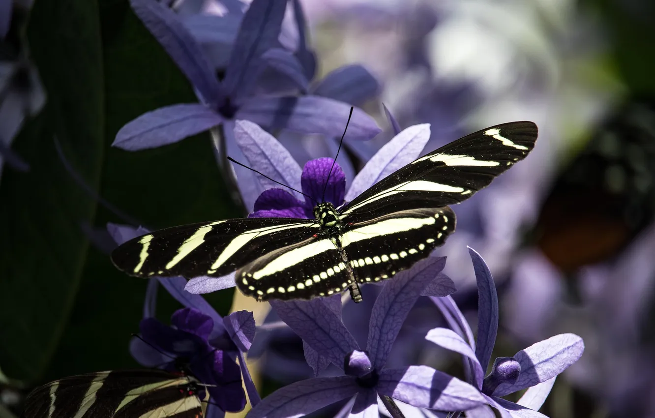 Photo wallpaper macro, butterfly, wings, beautiful, flowers, closeup