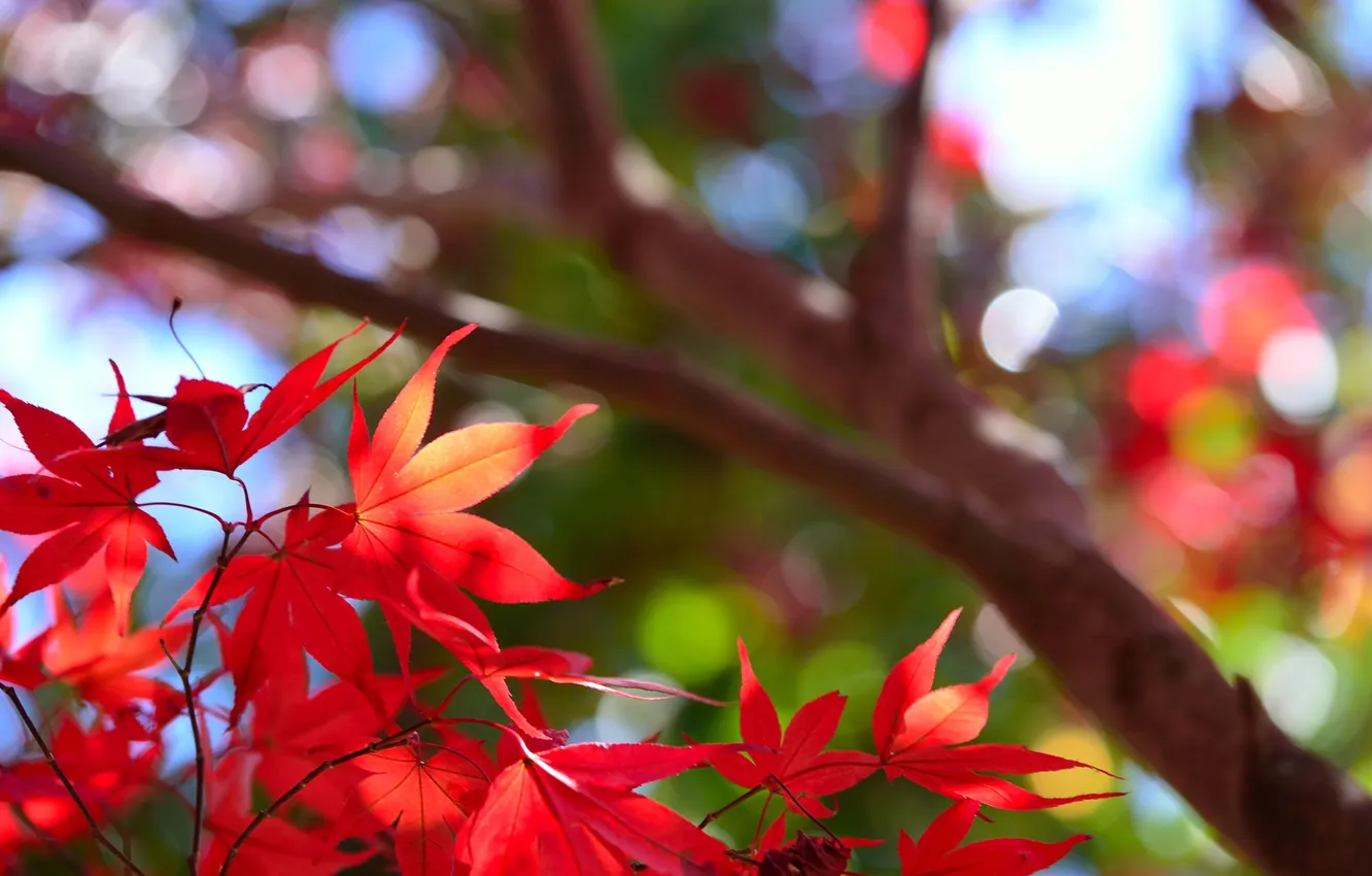 Photo wallpaper autumn, leaves, macro, trees, the crimson