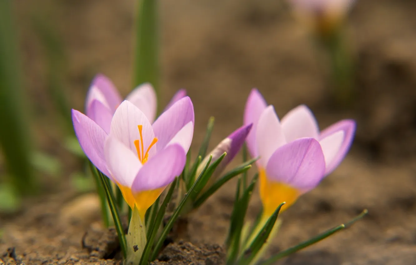 Photo wallpaper grass, macro, flowers, nature, earth, spring, crocuses, pink