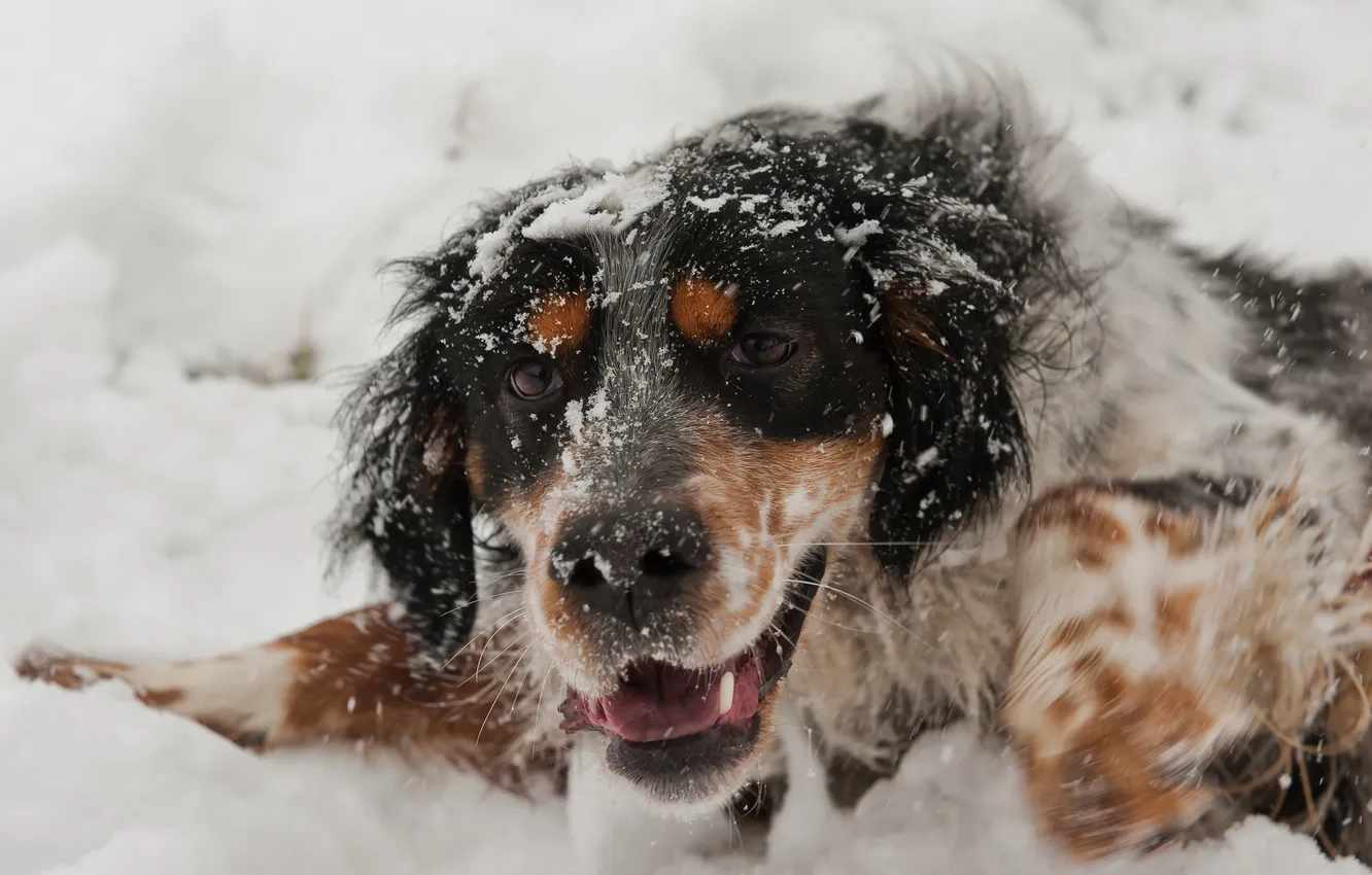 Photo wallpaper look, each, dog