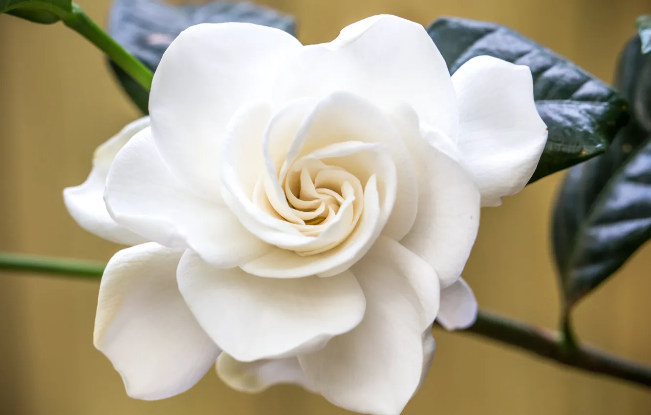 Photo wallpaper white, macro, Gardenia
