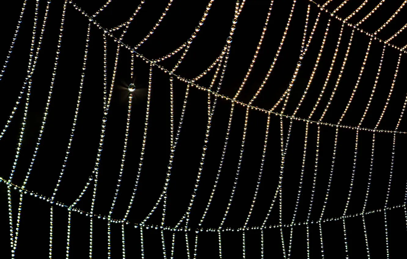 Photo wallpaper drops, web, black background, beads