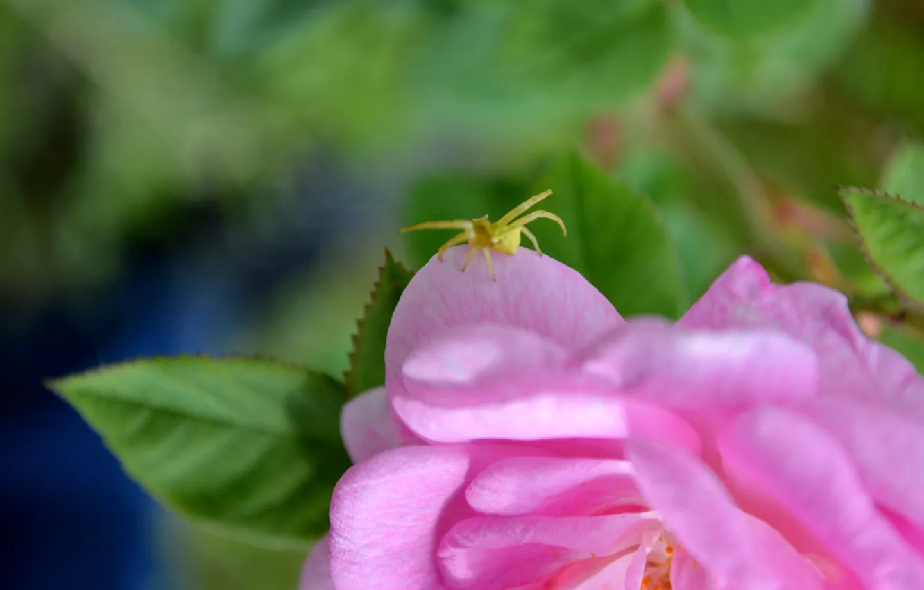 Photo wallpaper flowers, spider, pink