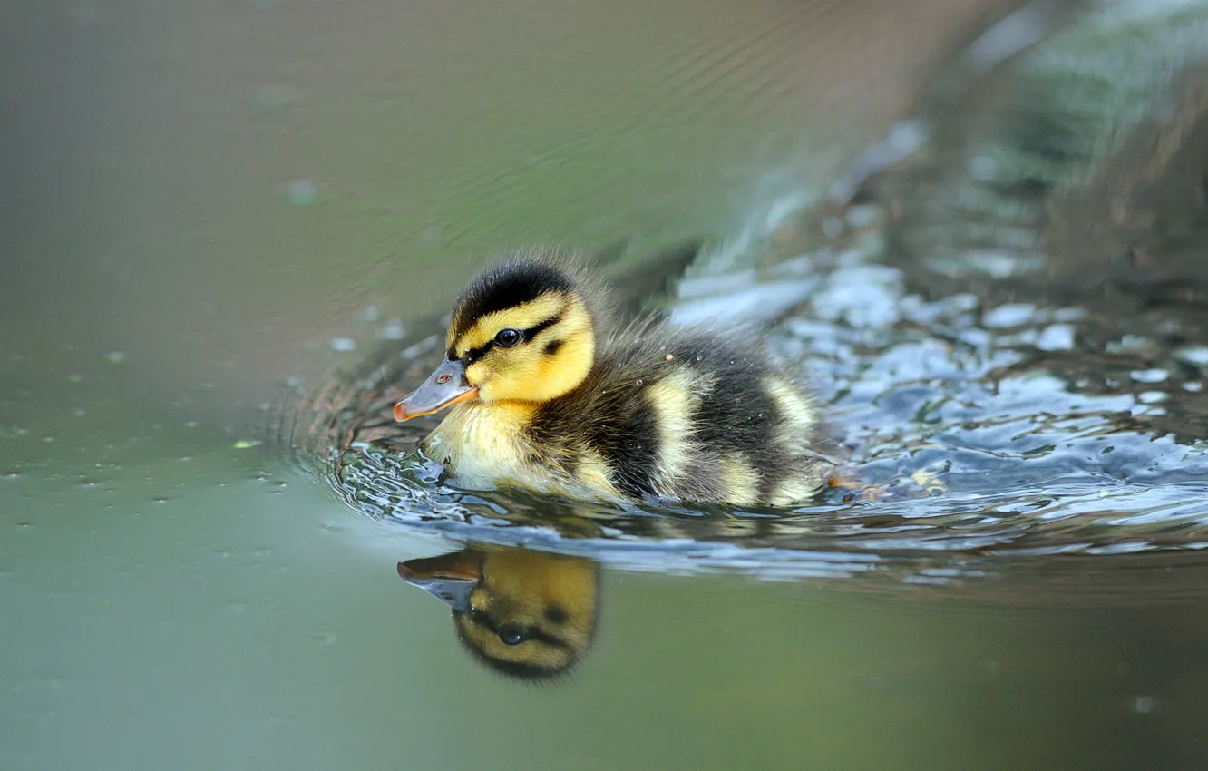 Photo wallpaper duck, floats, ducklings