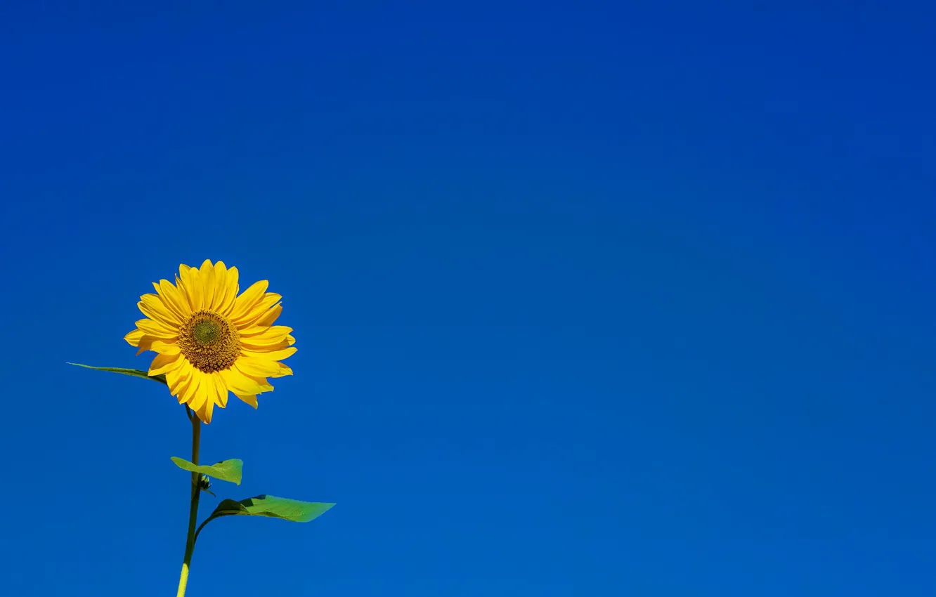 Photo wallpaper war, stop the madness, Honor of Ukraine