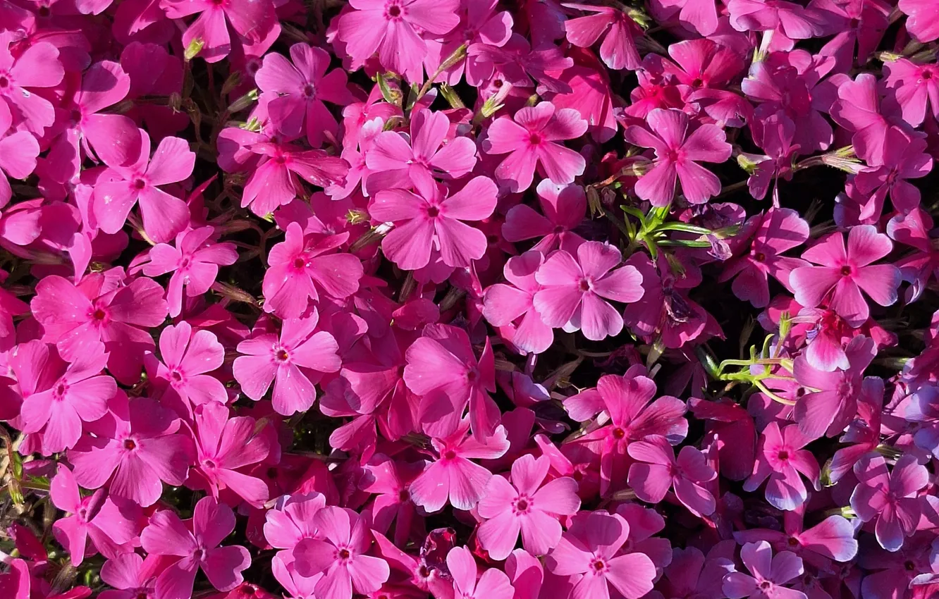 Photo wallpaper Spring, Krzak, Colorful flowers