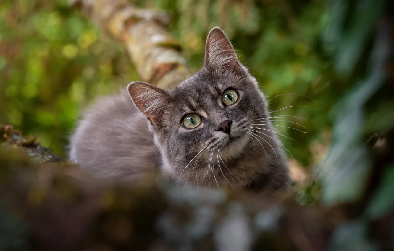 Photo wallpaper cat, cat, look, trees, nature, pose, grey, portrait