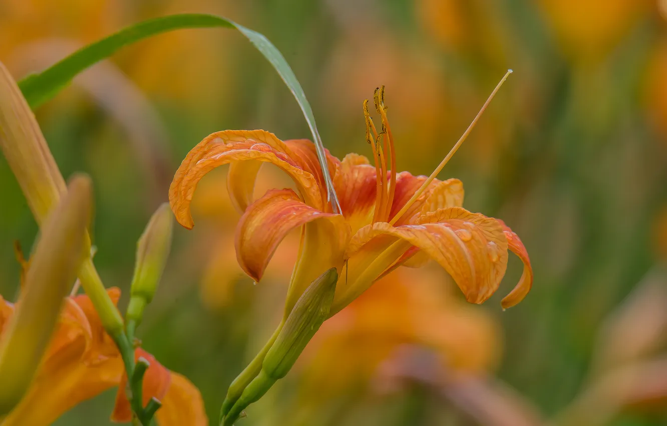 Photo wallpaper flowers, daylilies, bokeh, mood, nature, summer