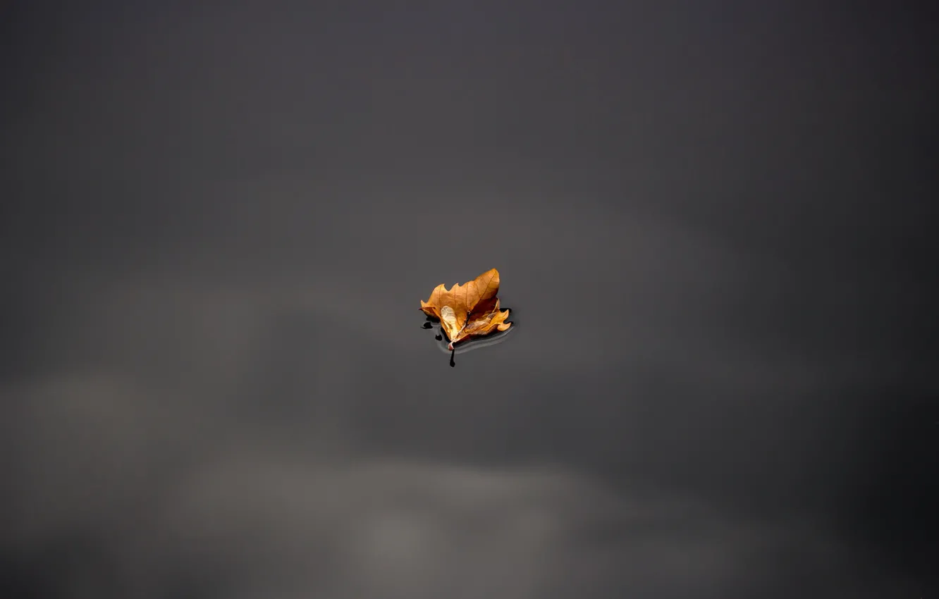 Photo wallpaper leaves, water, nature