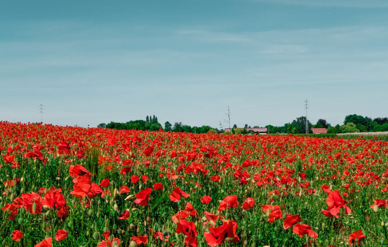Photo wallpaper summer, flowers, Maki, poppy field