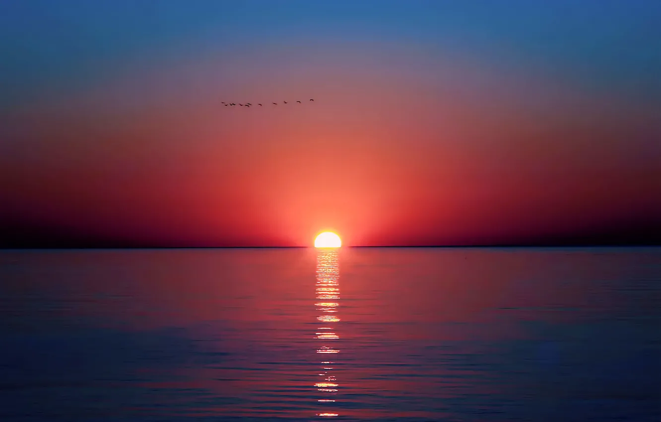 Photo wallpaper sea, the sky, the sun, sunset, reflection, bird