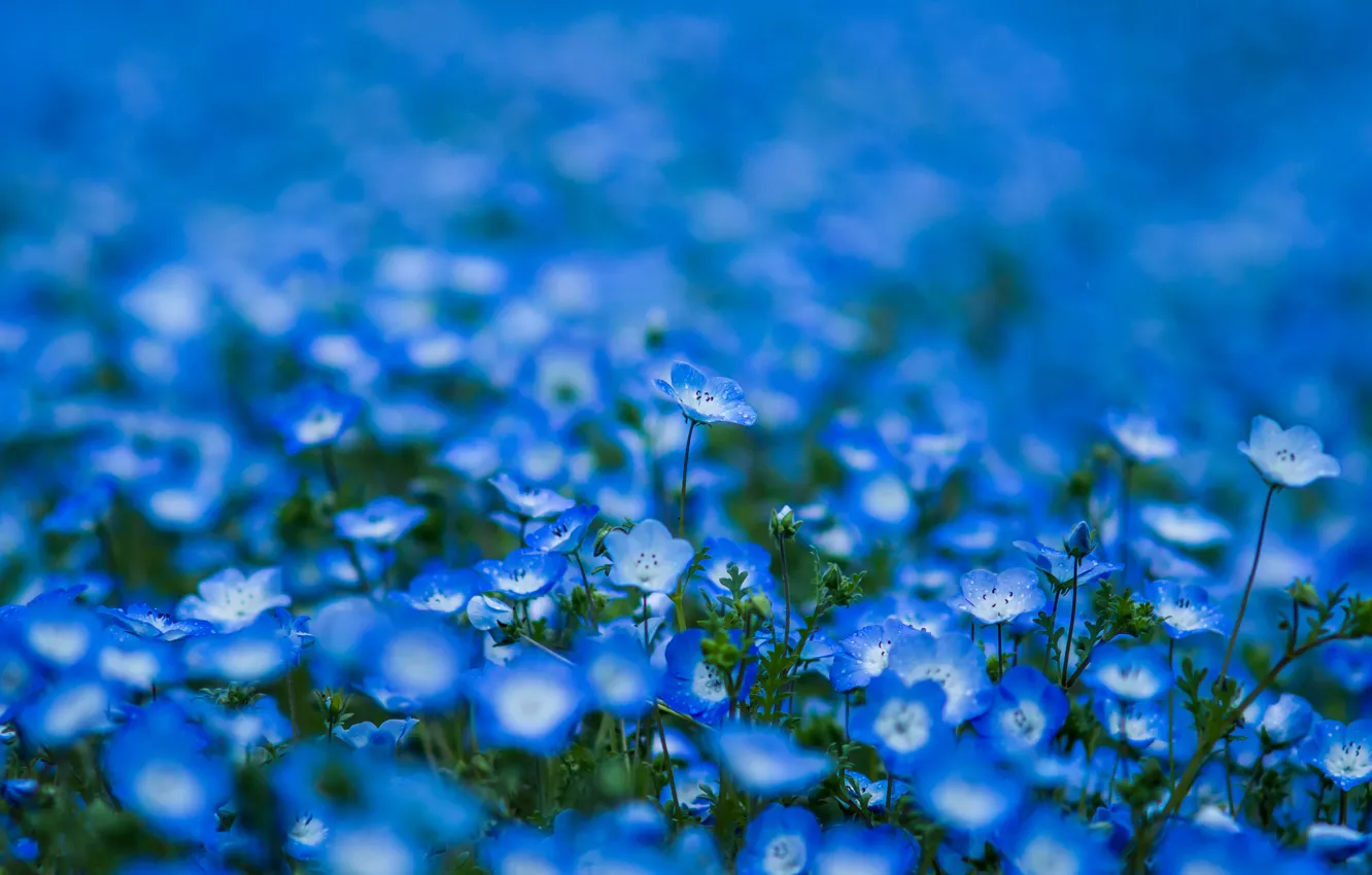 Photo wallpaper flowers, petals, blur, blue, blue, Nemophila