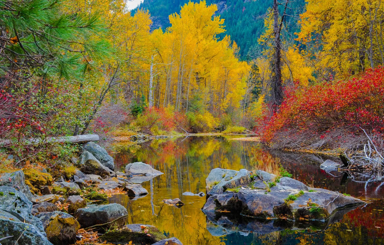 Photo wallpaper autumn, forest, water