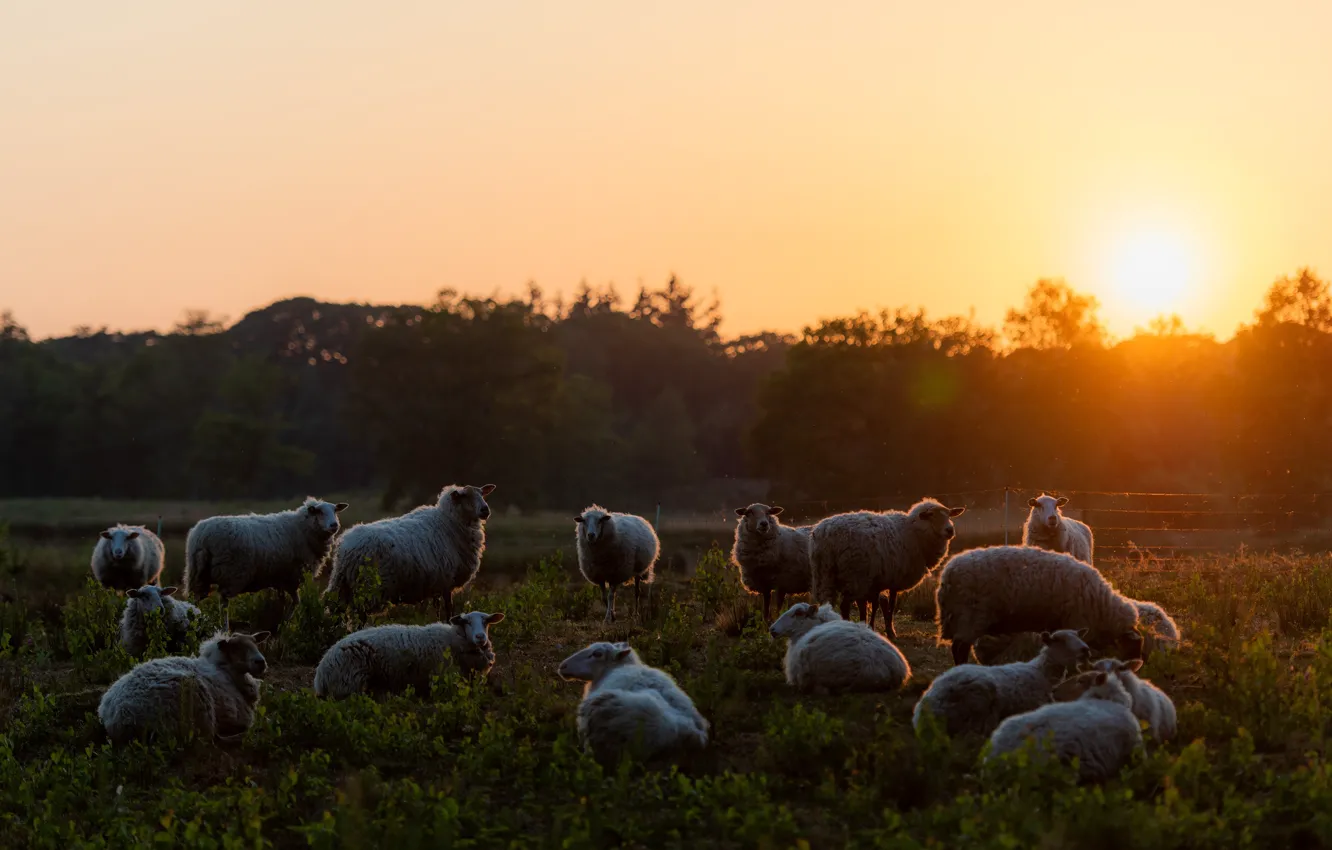Photo wallpaper summer, the sun, landscape, sunset, nature, dawn, sheep, pasture