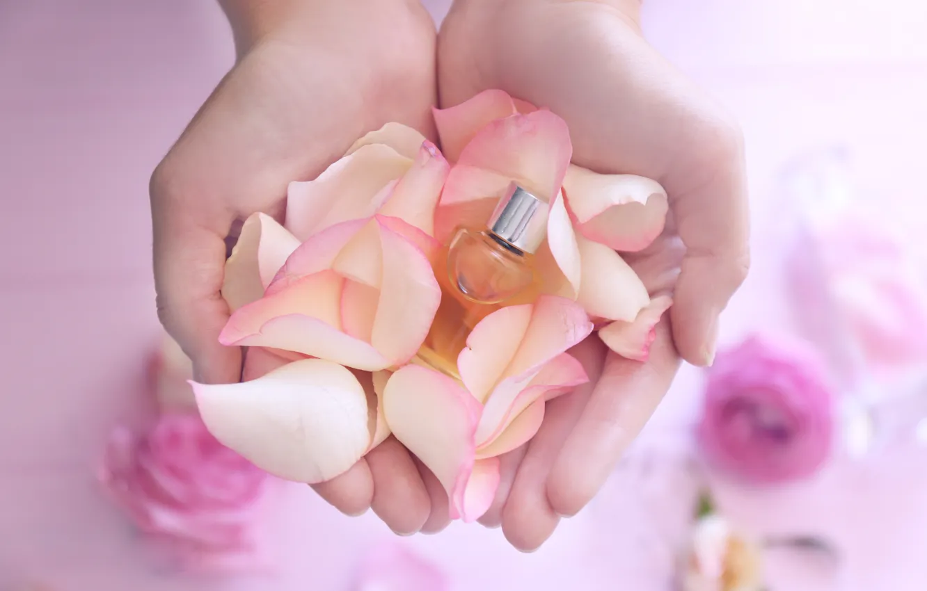 Photo wallpaper perfume, petals, rose, pink, petals, pink roses