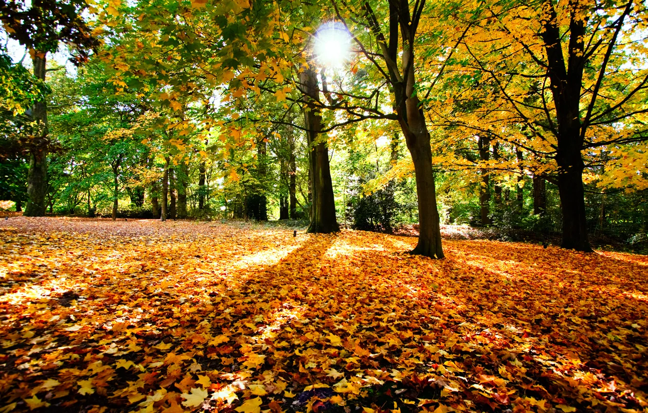 Photo wallpaper autumn, the sun, trees, foliage, Pryda